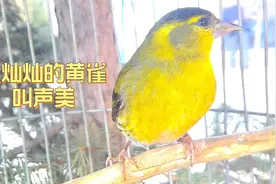 金灿灿的黄雀花口连连唱不停，赏心悦目喜欢人视频封面