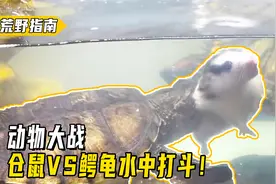 仓鼠VS鳄龟，水里打斗咬合太强，仓鼠无奈认命！