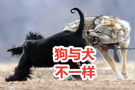 犬与狗有什么区别，老祖宗谚语解答，战斗力堪比野狼视频封面