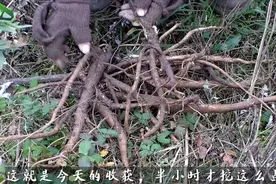 浑身长刺的野草大蓟，农民大都讨厌它，实际是不可多得的上等野菜视频封面