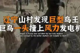 辽宁山村发现巨型鸟王，通体幽黑毛巨长，巨鸟一头撞上风力发电机视频封面