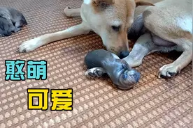 第三只小奶狗出生过程，主人在一旁看的提心吊胆，真让人担心