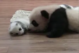 熊猫宝宝看见比自己还小的幼崽，情不自禁的亲了上去，真热情视频封面