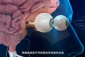医维度3D人体解剖九大系统之感觉器官视频封面
