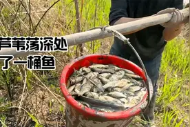 在芦苇荡深处的一个小水沟，抽干后，竟然抓了满满一桶鱼，厉害了视频封面