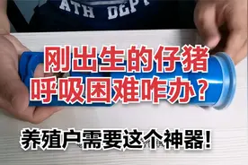 刚出生的仔猪呼吸困难？养殖户快来看看这个神器！视频封面