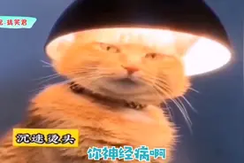 搞笑视频：猫：笑啥笑，没见过烫头的啊？视频封面