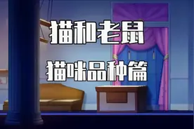 猫和老鼠：你知道里面的猫是什么品种吗？汤姆竟然是只蓝猫视频封面
