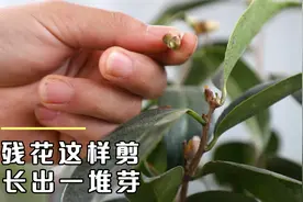 茶花的“残花”如何修剪？这个位置剪一刀，长出一堆新芽视频封面