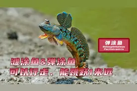 可以跳跃1米远，可以在陆地行走的鱼，你吃过吗？视频封面