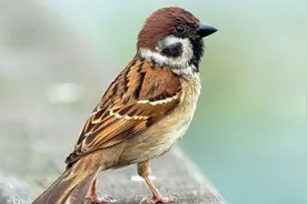 麻雀养不活，养家中容易“生气”，真的不能养家雀吗视频封面