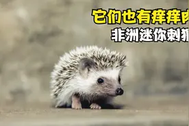 一言不合就自闭的萌宠，非洲迷你刺猬！它们也怕痒视频封面