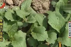 如何种植大白菜？播种采用条播方式，苗期要间苗定苗并防治虫害！视频封面