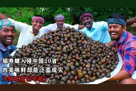 福寿螺入侵中国20省，肉美味鲜却能泛滥成灾，为何吃货们不吃？视频封面