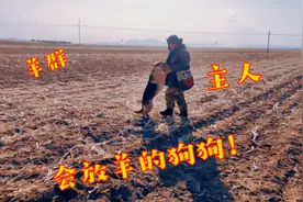 农村大哥驯养牧羊犬，野外演示让人佩服，一声命令立刻圈赶视频封面