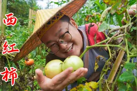 绿色的西红柿也能吃，简简单单放锅里一炒，下饭吃着停不下来视频封面