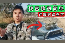 还不懂找蜜蜂？详细实践教学教你如何利用蜜碟和蜜蜂飞行轨迹寻蜂