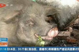 14岁高龄“猪坚强”因年老衰竭离世视频封面