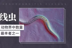 线虫——动物界数量最丰者之一