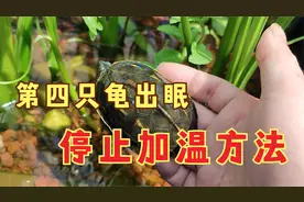 第四只乌龟自然出眠，龟缸加热棒什么时候不用，停止加温正确方法视频封面