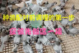 种鸽配对前的调理，到底该先做哪一项？看看农村大叔是怎么做的视频封面
