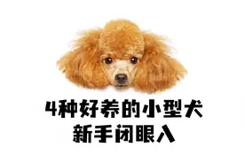 4种好养的小型犬，新手闭眼入！