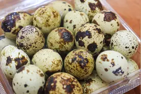 鹌鹑蛋的简单好吃做法，一蒸一炸，淋一罐啤酒慢慢烧，越吃越香