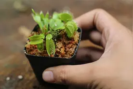 什么花能抓虫子？它就是捕蝇草，园艺师教你，买回家后怎么养才对视频封面