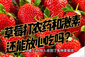 草莓打农药和激素还能放心吃吗视频封面