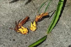 火龙果的幼果发黄脱落，多半是这4个原因导致的！