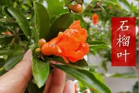 刚知道石榴叶煮水厉害了，对人的好处有很多，不要再浪费掉哦视频封面