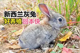 分析新西兰灰兔的养殖成本，利润，一只能长20斤净赚100元视频封面