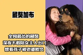 全网最不像藏獒的藏獒，被女主人暴打不还口，抢食抢不过小金毛视频封面