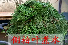 侧柏叶煮水厉害了，好多人不知它的3个妙用，解决不少男女烦恼视频封面