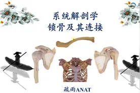 系统解剖学-锁骨及其连接