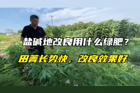 盐碱地、涝地种什么绿肥？田菁为开垦荒地的“先锋作物”，生长快