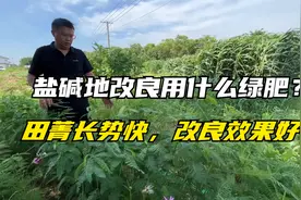 盐碱地、涝地种什么绿肥？田菁为开垦荒地的“先锋作物”，生长快视频封面