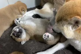 小柴犬满月了，狗妈妈还给幼犬排尿，四脚朝天一动不动，太可爱了视频封面