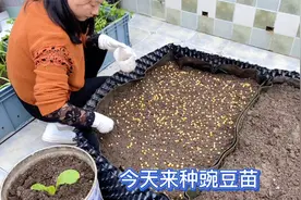 在楼顶菜园种一小格豌豆苗 耐低温 好法多长得快 还能多茬采摘视频封面