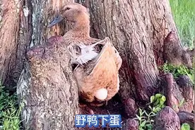 目击野鸭妈妈下蛋视频封面