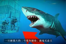 世界上十大最危险的鲨鱼！视频封面