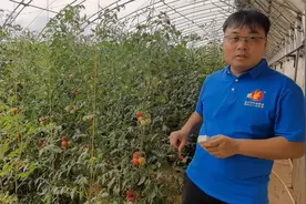 不同成熟度酸甜果糖度测比，七成熟的糖度有多高？小农夫带你来看视频封面