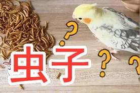 鹦鹉越养越瘦怎么办？经常喂它一种小零食，很快就长得胖嘟嘟
