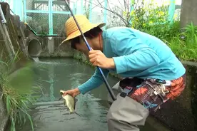 日本小排水沟里竟然还能钓上大鱼。看这水质鱼能吃吗？视频封面
