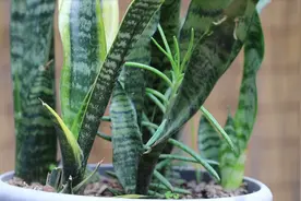 自制“肥水”二十天用一次，虎皮兰吸收好，长势旺视频封面