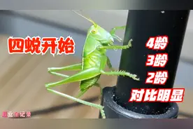 四蜕开始！母蝈蝈的小尾巴更长了，对比4龄、3龄和2龄，差距明显