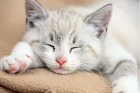 猫为何会在睡觉时发抖？这是为何呢？难道是猫咪生病了吗？视频封面