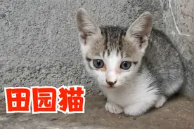 猫妈妈想教训抢猫食的小土狗，却无从下嘴视频封面