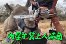 犀牛角被割掉，人类为其装上3D打印人造角，犀牛的反应令人欣慰！视频封面