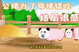沙雕动画 两头猪的爱情故事 公猪为了母猪吃得胖胖的 结局很感人视频封面